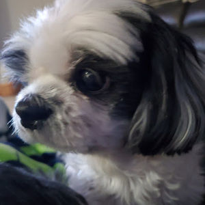 Meet your Posher, Grace